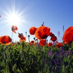 The sun shining on a field of red flowers.
